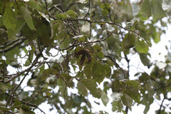 Pterospermum heyneanum